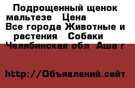 Подрощенный щенок мальтезе › Цена ­ 15 000 - Все города Животные и растения » Собаки   . Челябинская обл.,Аша г.